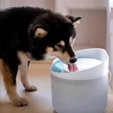 Pet Bowls & Feeding