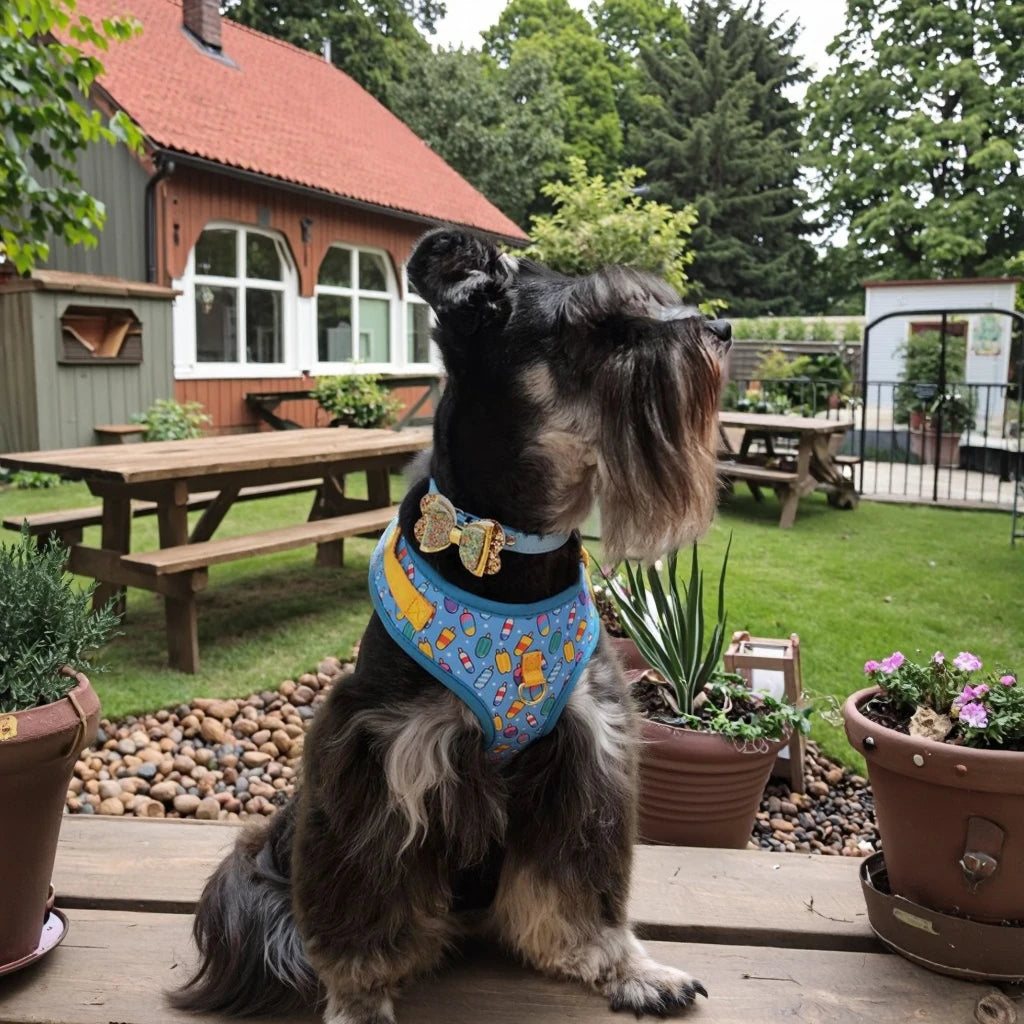 Cute Design Adjustable Luxury Designer Pet Harness &1 Pcs Color Matching Pet Dog Leashes
