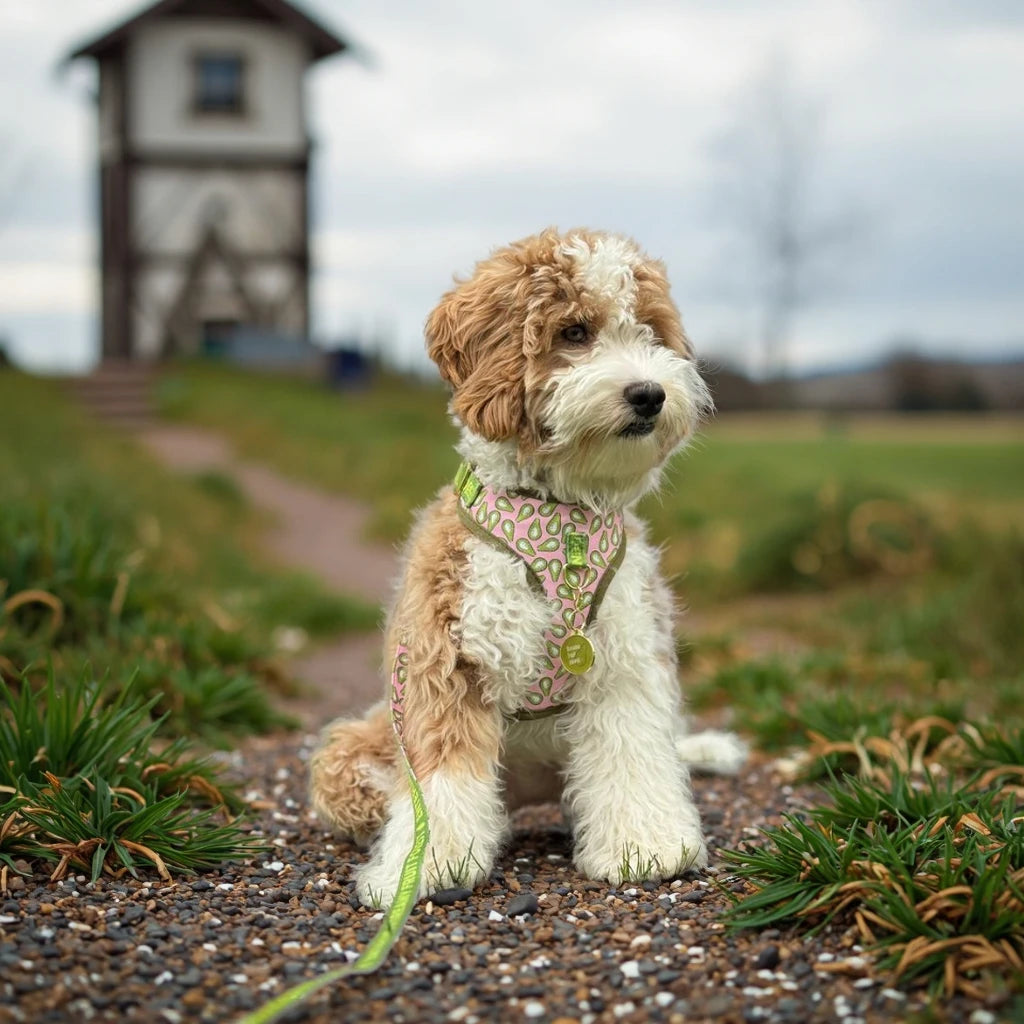 Cute Design Adjustable Luxury Designer Pet Harness &1 Pcs Color Matching Pet Dog Leashes